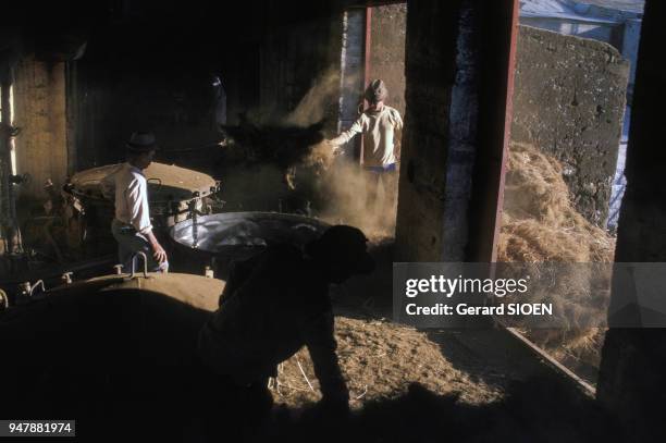 Distillerie de vétiver, pour la fabrication d'huiles essentielles, à la Réunion, en décembre 1986.