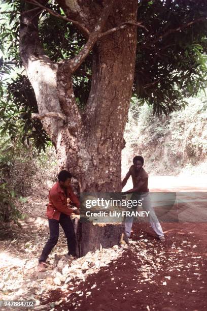 Bûcherons coupant un arbre en Guinée, en avril 1987.