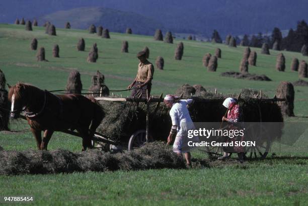 Paysans ramassant le foin dans la région du Podhale, en septembre 1985, Pologne.