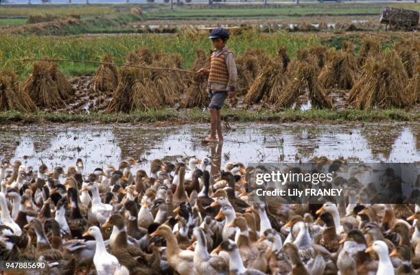 Enfants gardien de canards dans une rizière Nord Vietnam.