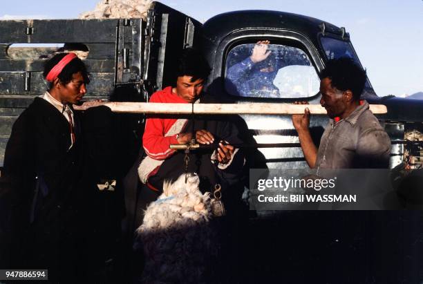 Vente de laine de mouton au Tibet, en octobre 1986, Chine.