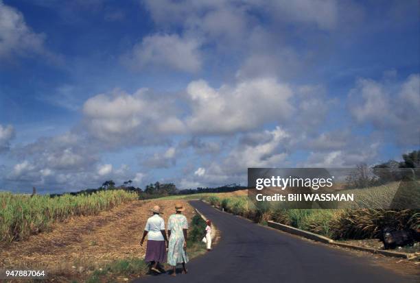 Plantation de canne à sucre à la Barbade, en 1996.