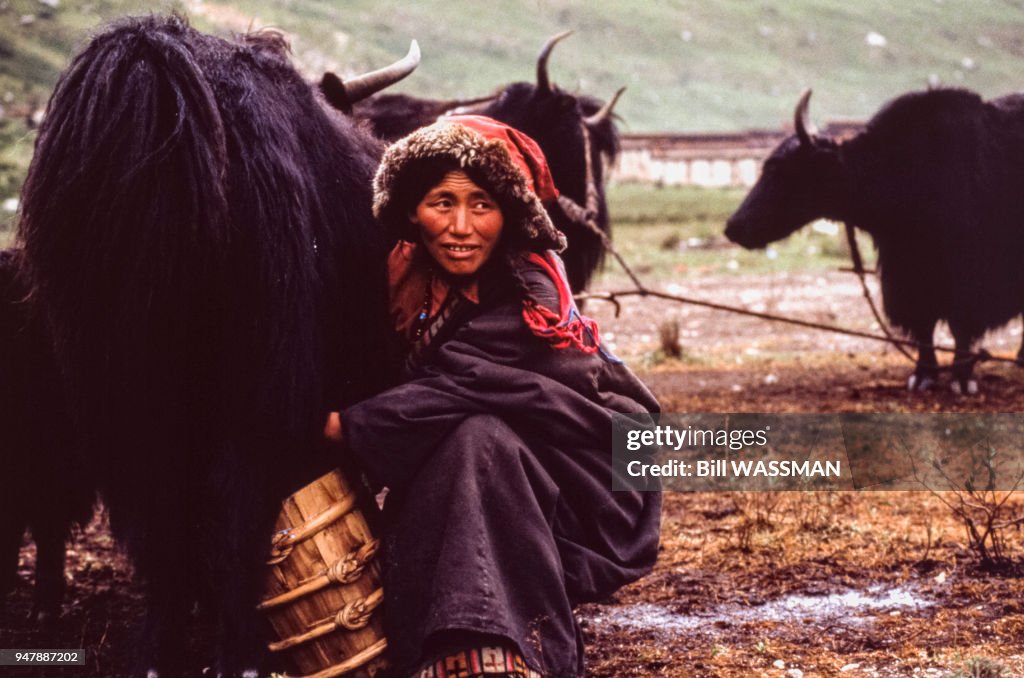 Femme trayant un yak au Tibet