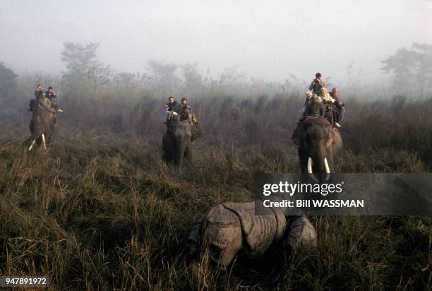 Rhinocéros et son petit dans le Parc national de Chitawan, au Népal, en janvier 1989.