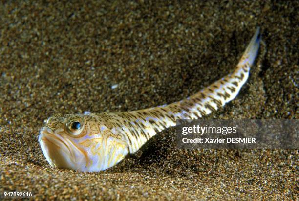 Small weever on sandy bottom. Weever is a dangerous fish. Nature reserve of Scandola in the Mediterranean . Petite vive sur fond sableux. La vive est...