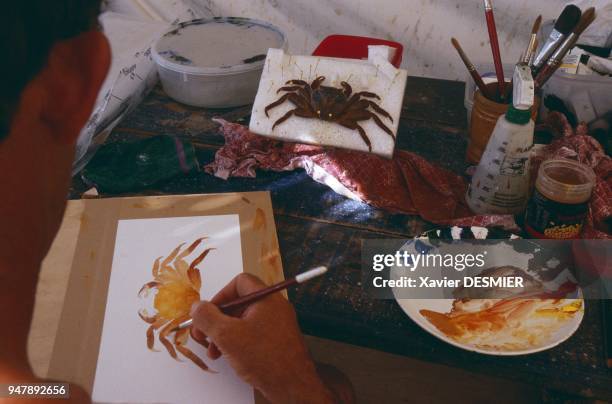 Clipperton atoll. The naturalistic Australian painter Roger Swainston drawing a sally lighfoot crab using a binocular microscope. His drawings are...