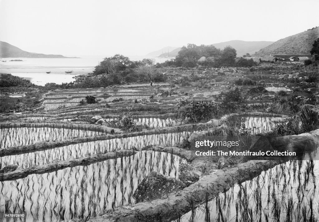 Chinese Paddy Field