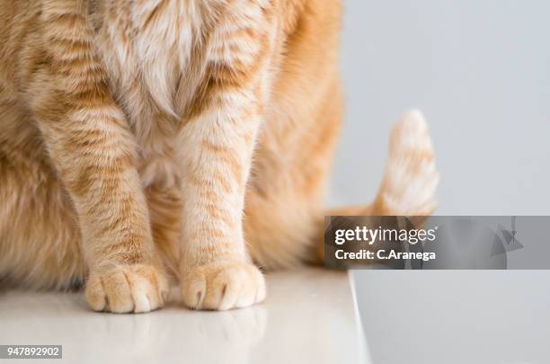 primer plano de las patas de un gato - garra fotografías e imágenes de stock