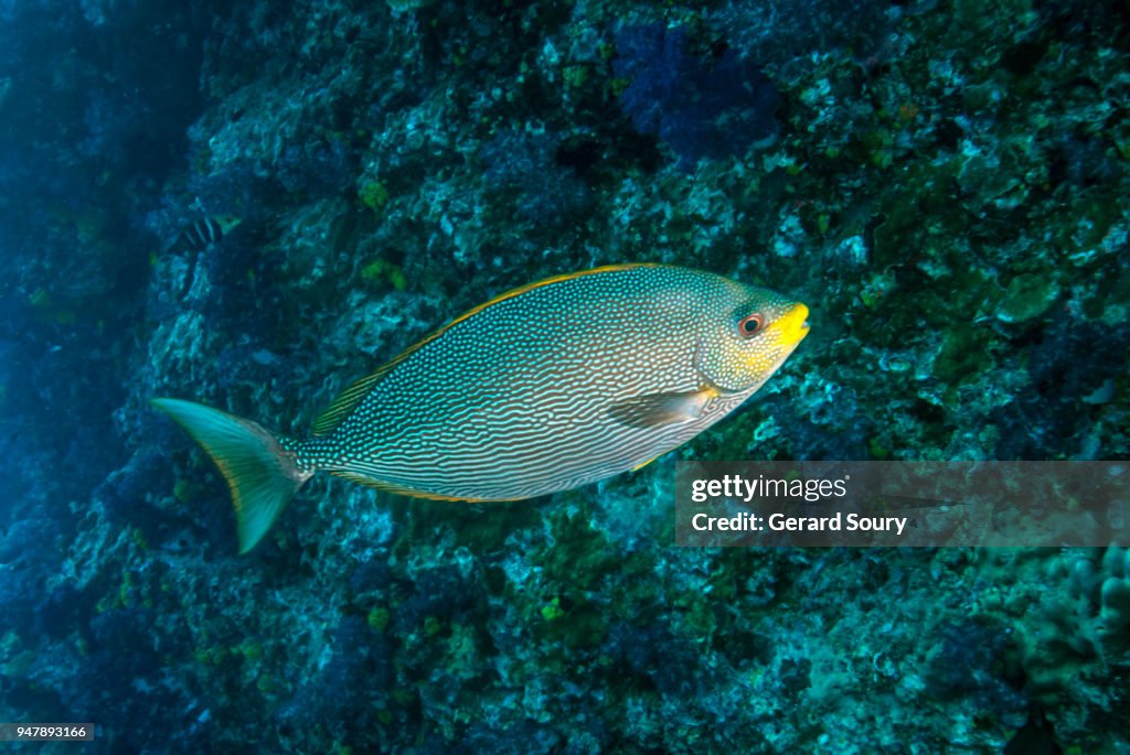Fish Java Rabbistfish A Java Rabbitfishswimming Along Coral Reef High-Res Stock Photo - Getty ...