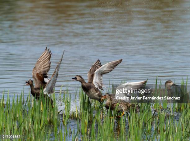 a group of gadwalls ducks (anas strepera) are flown in a lagoon. - vitoria stock-fotos und bilder