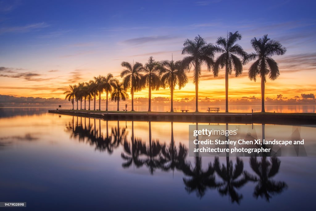 The reflection of palm tree