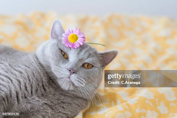 gato con una flor en la cabeza - cabeza stock pictures, royalty-free photos & images