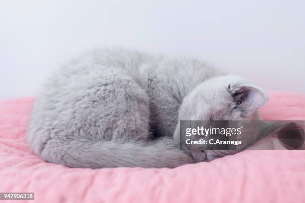 gatito durmiendo - kittens sleeping stock pictures, royalty-free photos & images