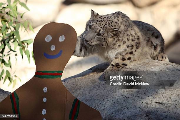 Snow leopard plays with a cardboard cutout at the Los Angeles Zoo and Botanical Gardens on December 18, 2009 in Los Angeles, California. A pair of...