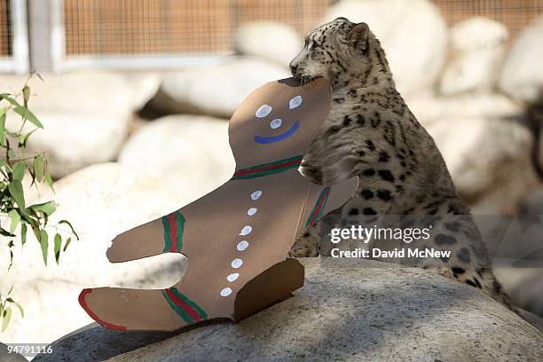 Snow leopard plays with a cardboard cutout at the Los Angeles Zoo and Botanical Gardens on December 18, 2009 in Los Angeles, California. A pair of...