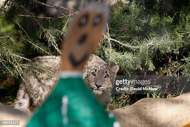 Snow leopard looks at a cardboard cutout at the Los Angeles Zoo and Botanical Gardens on December 18, 2009 in Los Angeles, California. A pair of rare...