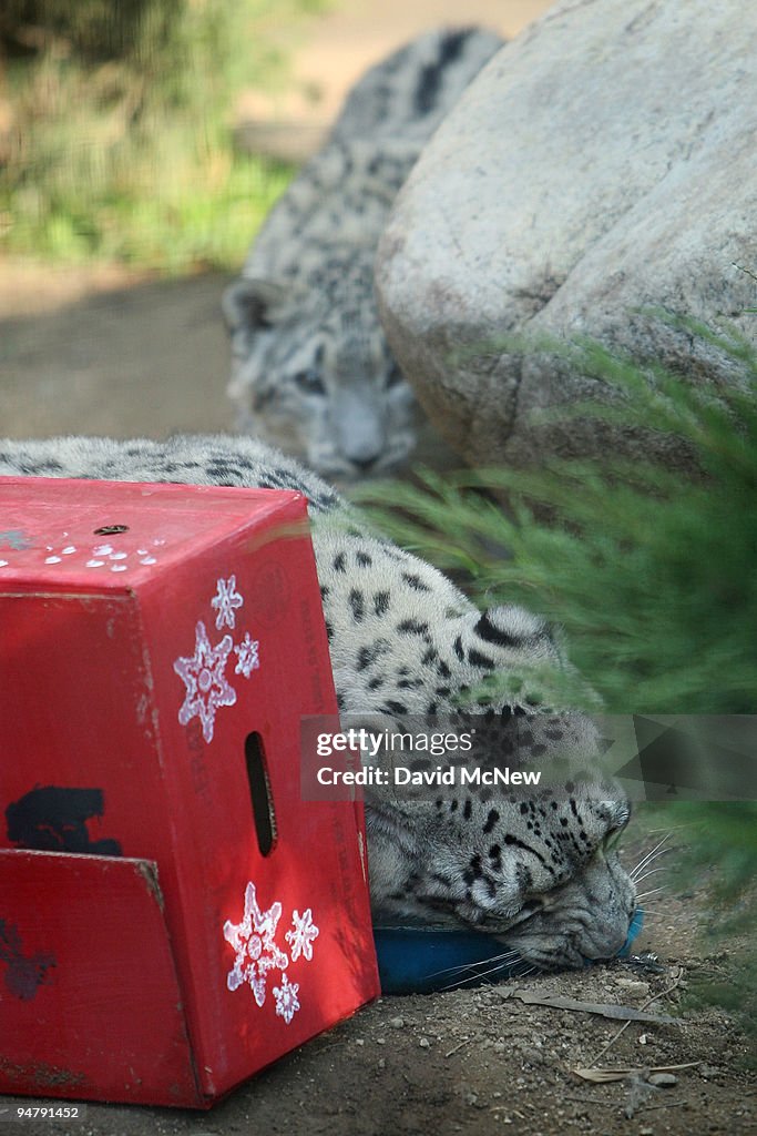 Leopard Cubs At The Los Angeles Zoo Given Christmas Gifts