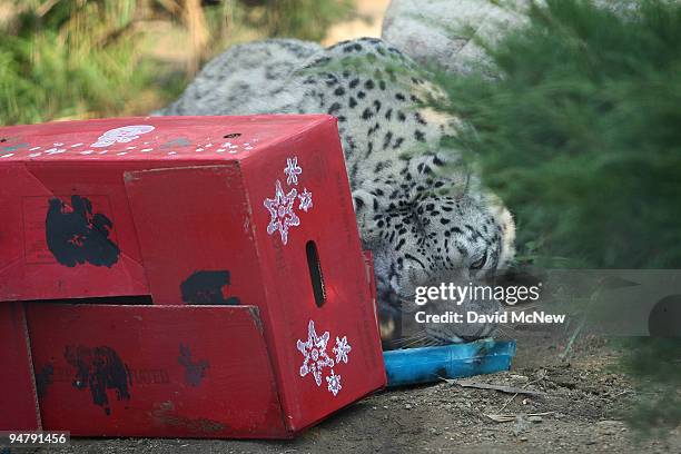 Snow leopard eats treats at the Los Angeles Zoo and Botanical Gardens on December 18, 2009 in Los Angeles, California. A pair of rare snow leopard...