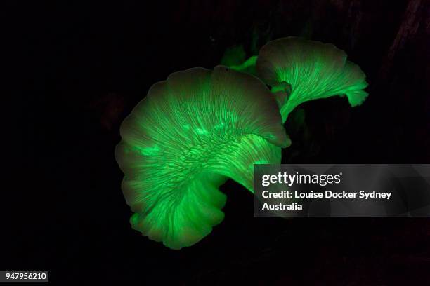 omphalotus nidiformis, or ghost fungus - bioluminescence stock pictures, royalty-free photos & images