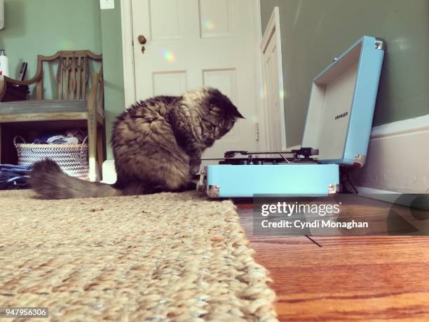 cat watching record player - cat with cream stockfoto's en -beelden