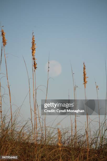 moonrise and beach grass - beach grass dunes silhouette stock pictures, royalty-free photos & images