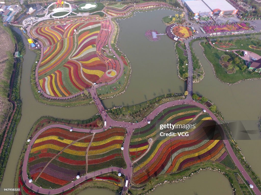 Tulips In Full Blossom In Yancheng