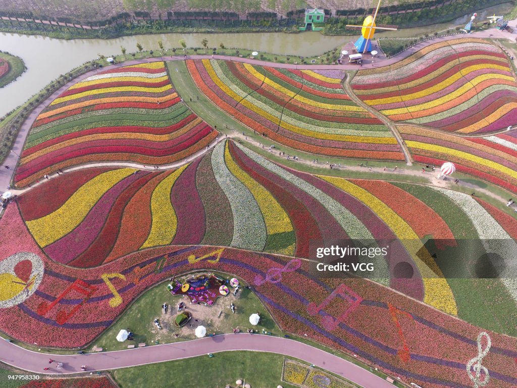 Tulips In Full Blossom In Yancheng