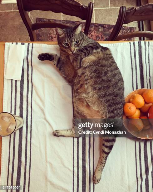 cat flaunting fat belly - fat cat stock pictures, royalty-free photos & images