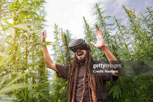 rastafarian with vr headset in cannabis field smiling - marijuana herbal cannabis stock pictures, royalty-free photos & images