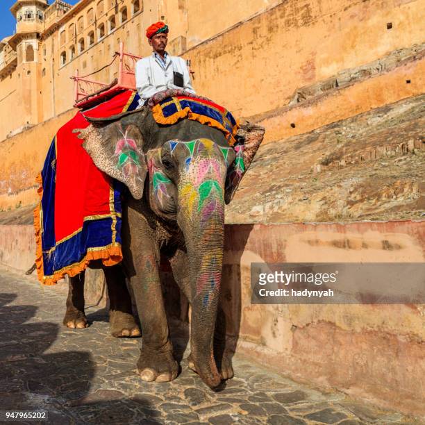 indiase man (mahout) rijden op een olifant in de buurt van amber fort, jaipur, india - fortress festival 2017 stockfoto's en -beelden