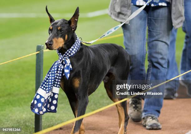 Doberman wears a baseball scarf as he walks the bases during "Bark at the Park" night after the game at Safeco Field on April 17, 2018 in Seattle,...