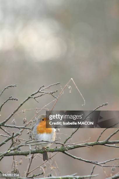 ROUGE-GORGE , VINCENNES,FRANCE.