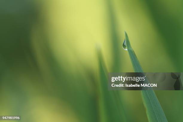 GOUTTE D EAU SUR UN BRIN D' HERBE,VINCENNES,FRANCE.