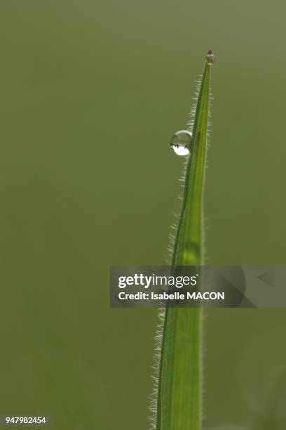 GOUTTES SUR UN BRIN D HERBE,VINCENNES,FRANCE.