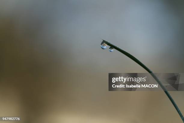 GOUTTES SUR UN BRIN D HERBE,VINCENNES,FRANCE.