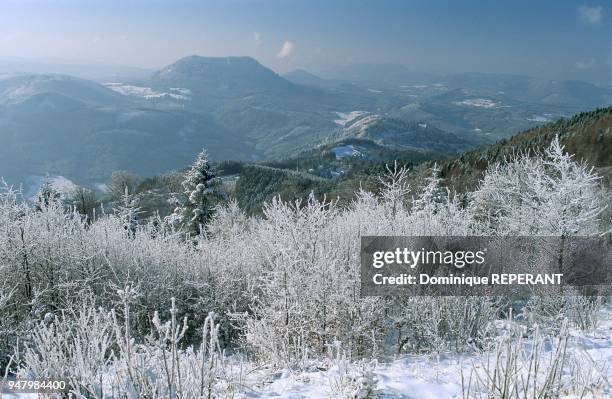 France, Vosges Nord, Foret Sous La Neige.