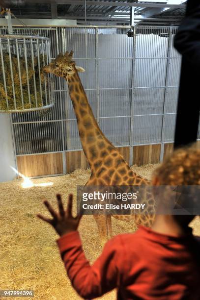 Parc zoologique de Paris-Vincennes, Petite fille regardant une girafe manger.