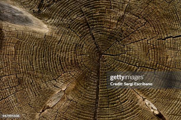 tree rings - ring stock pictures, royalty-free photos & images