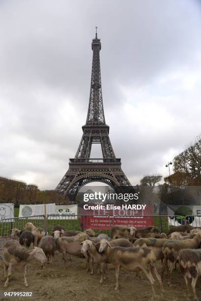 L'appel de la Fédération nationale ovine et de la Fédération nationales des syndicats d'exploitants agricoles , les bergers ont mené une action coup...
