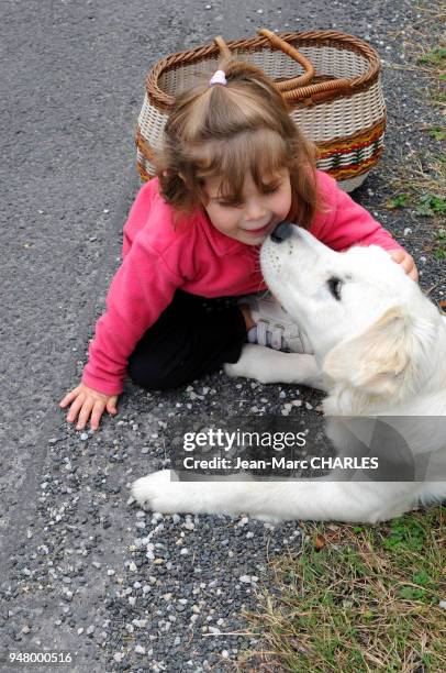 Petite fille jouant avec un chien Golden Retriever, France.