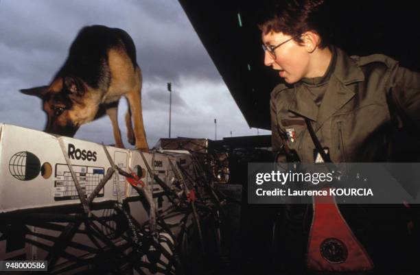 Chien des douanes anti-explosifs flairant des colis à l'aéroport de Roissy-Charles-de-Gaulle, en 1995, France.