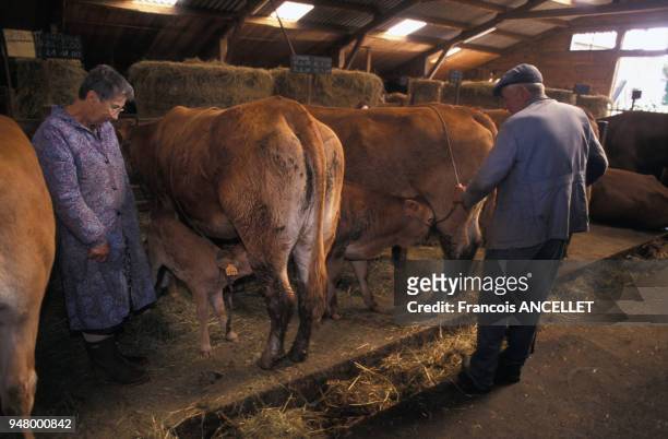 Veau de lait, élevé ?sous la mère?, dans une ferme en Corrèze, en 2001, France.