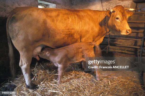 Veau de lait, élevé ?sous la mère?, dans une ferme en Corrèze, en 2001, France.