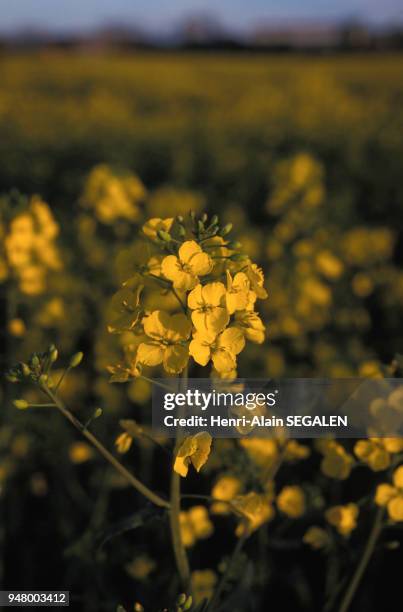 Fleur de colza dans un champ, dans la Marne, en 2000, France.