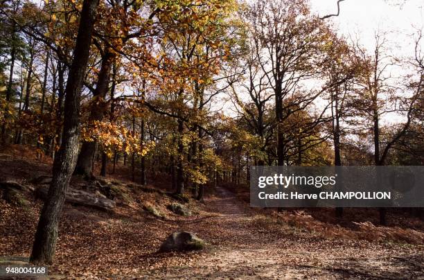 La forêt de Rambouillet, en octobre 1994, dans les Yvelines, France.