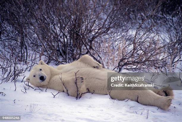 puso la espalda del oso - funny bear fotografías e imágenes de stock