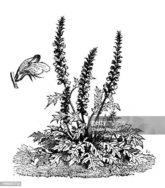 botany plants antique engraving illustration: acanthus spinosus - acanthus leaf stock illustrations