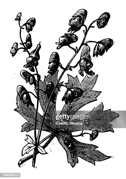 botany plants antique engraving illustration: monk's hood - aconitum carmichaelii stock illustrations