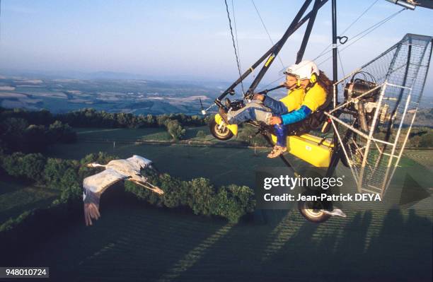 Pilote d'ULM, en vol avec des Grues cendrées , ' imprégnateur' en train d?appeler les oiseaux pour les encourager, France. Le pilote et son passager...