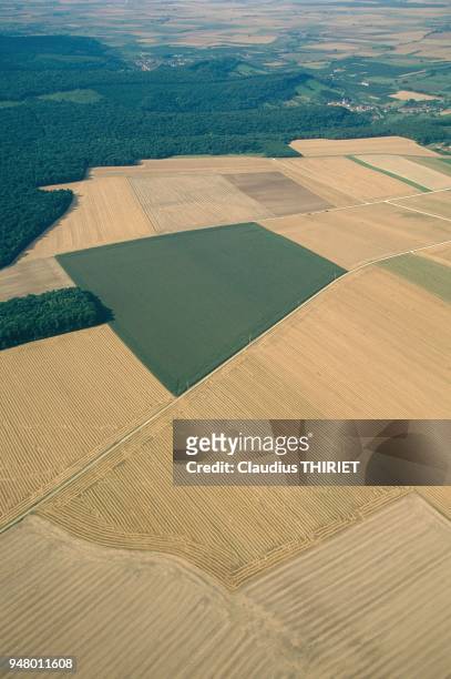 France, Meuse, moisson de cereales, champs parcellaires.